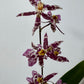 Orhideja Oncidium 2 SMARŽO