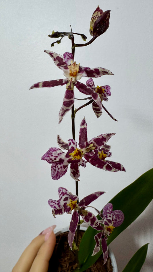 Orhideja Oncidium 2 SMARŽO