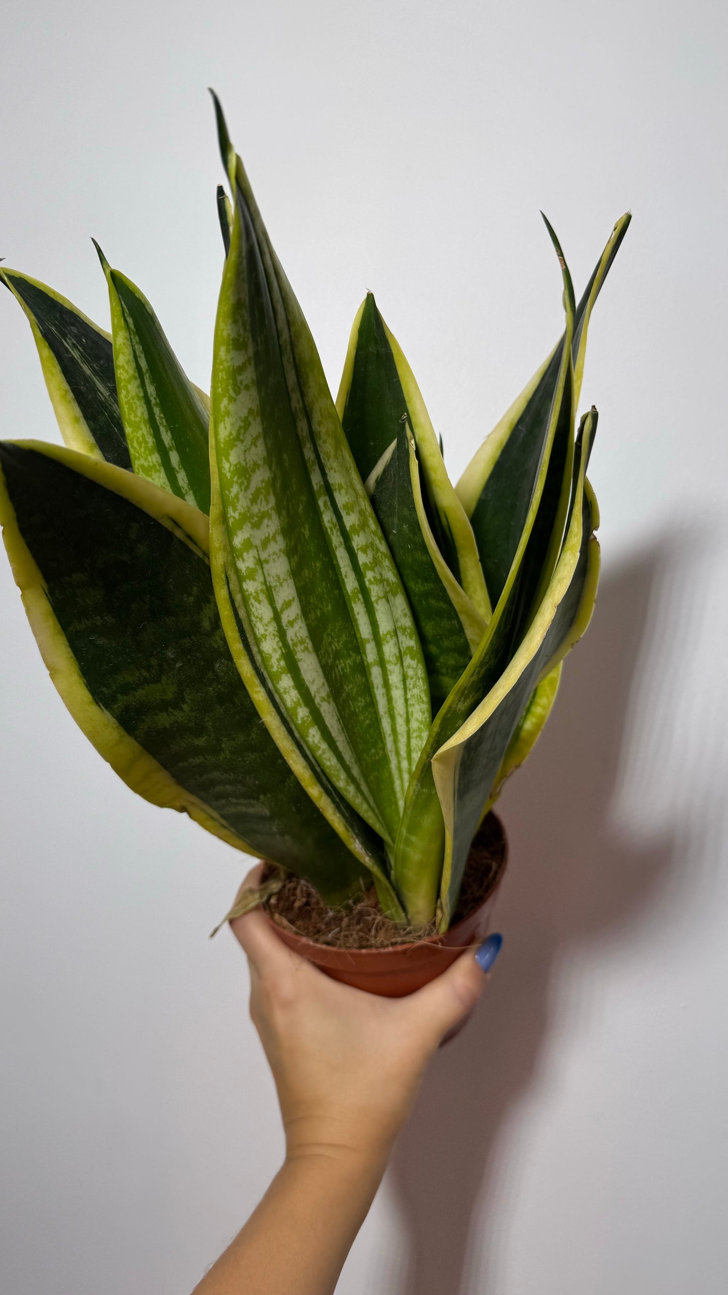 Sansevieria Black Gold