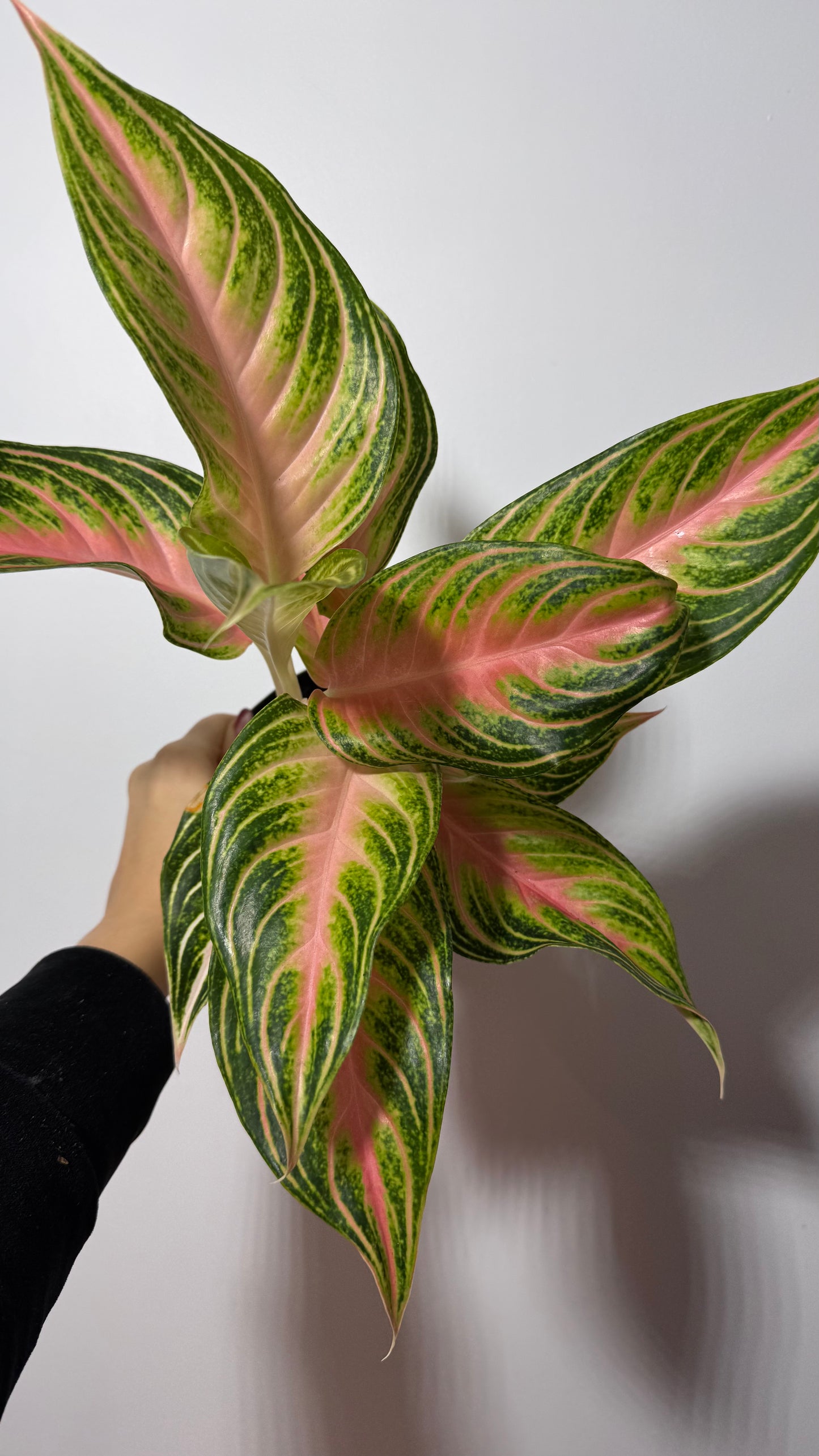 Aglaonema 13