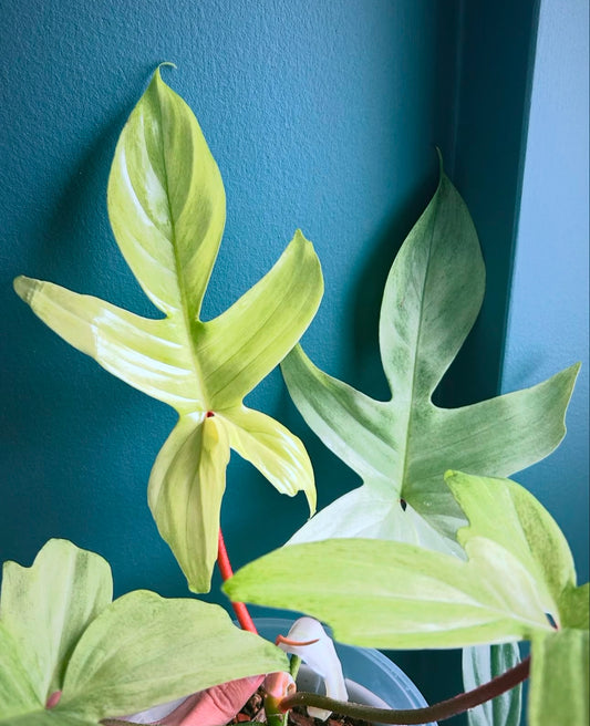 Philodendron FLORIDA GHOST