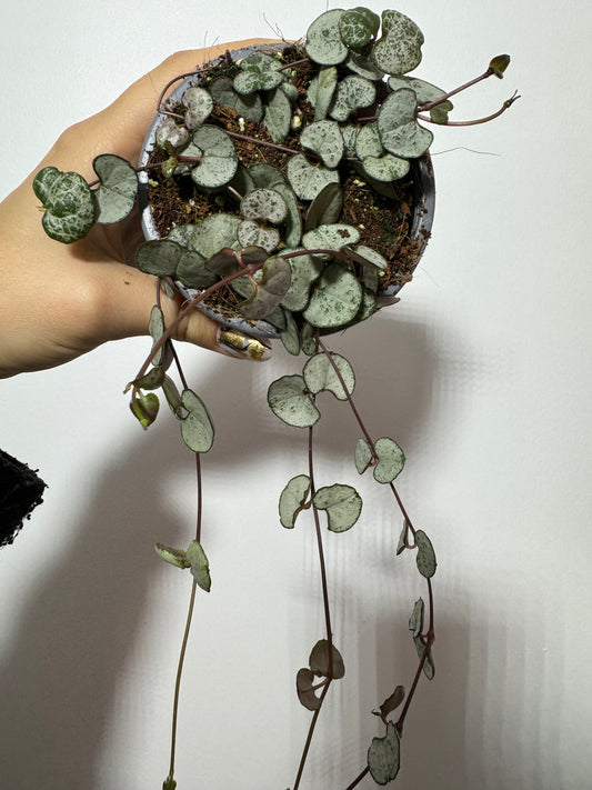 Ceropegia woodii Sidabrinė Šlovė