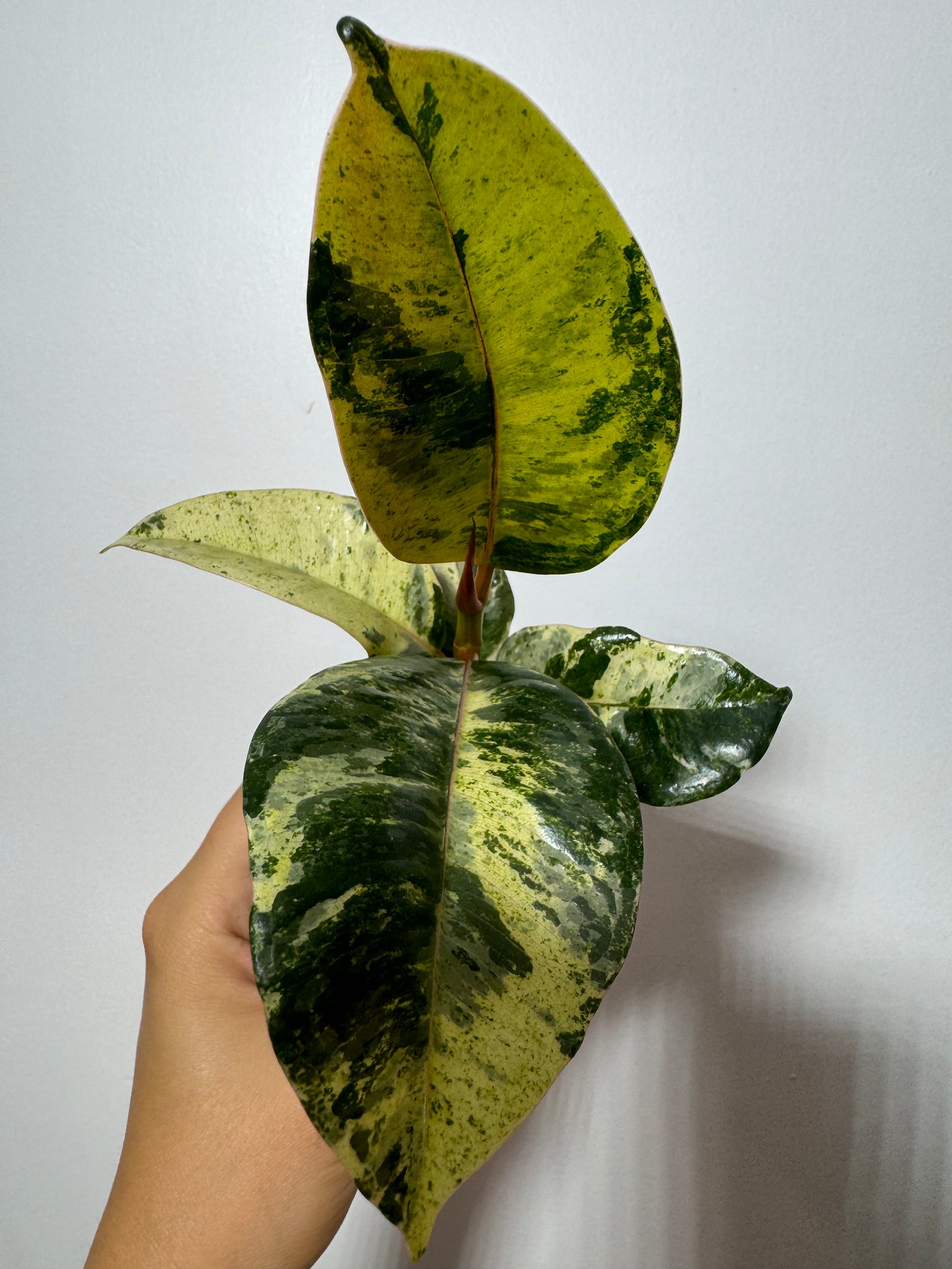 Ficus Schrijveriana