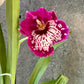 Orhideja Miltoniopsis 3