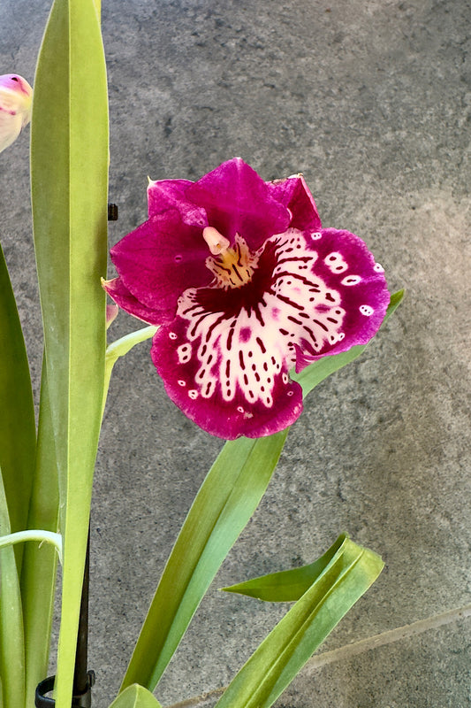 Orhideja Miltoniopsis 3