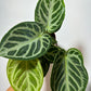 Anthurium crystallinum 'Silver Blush'