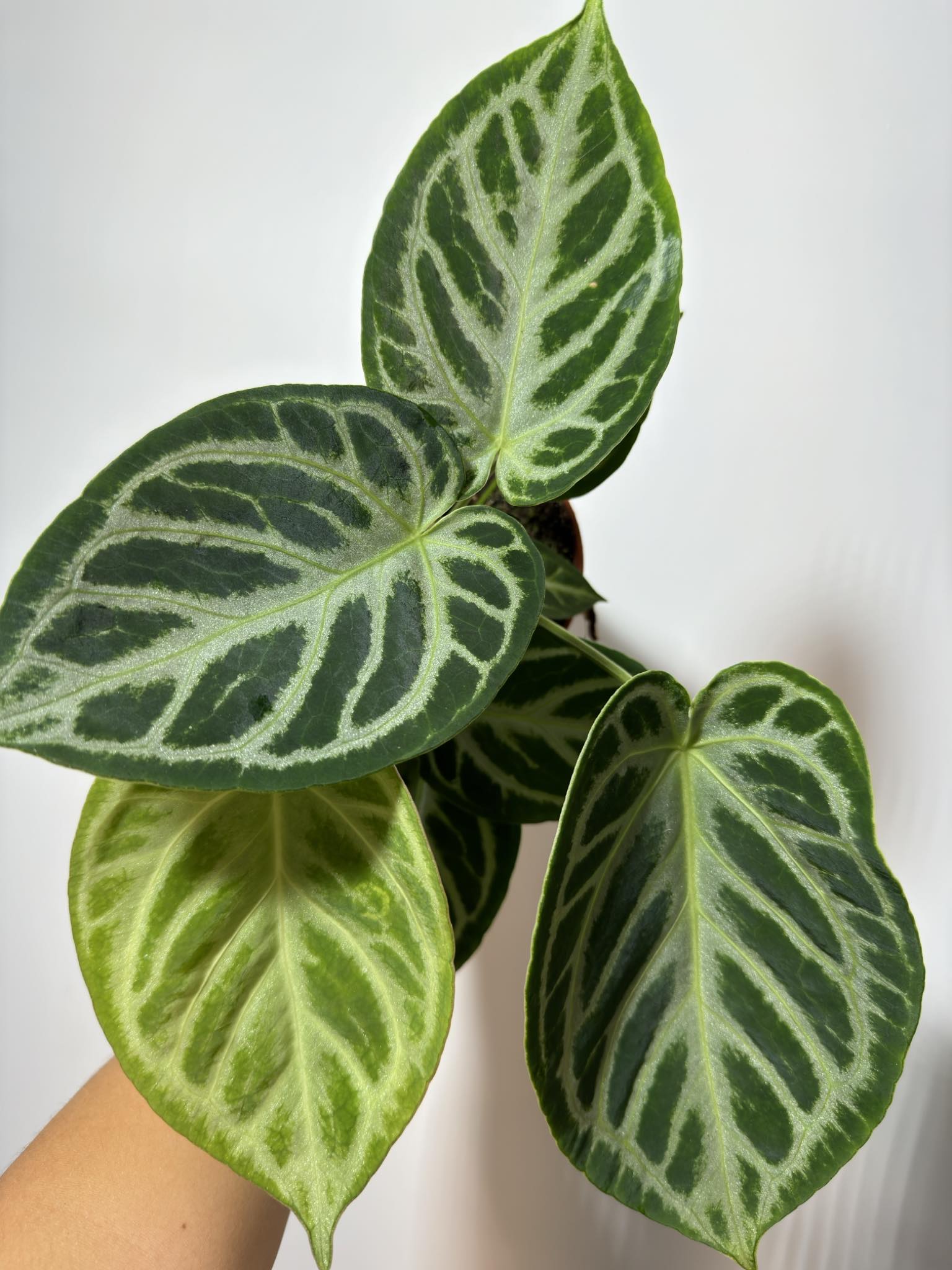 Anthurium Crystallinum Silver Blush Www augi plants lv anthurium-crystallinum-silver-blush-www-augi-plants-lv