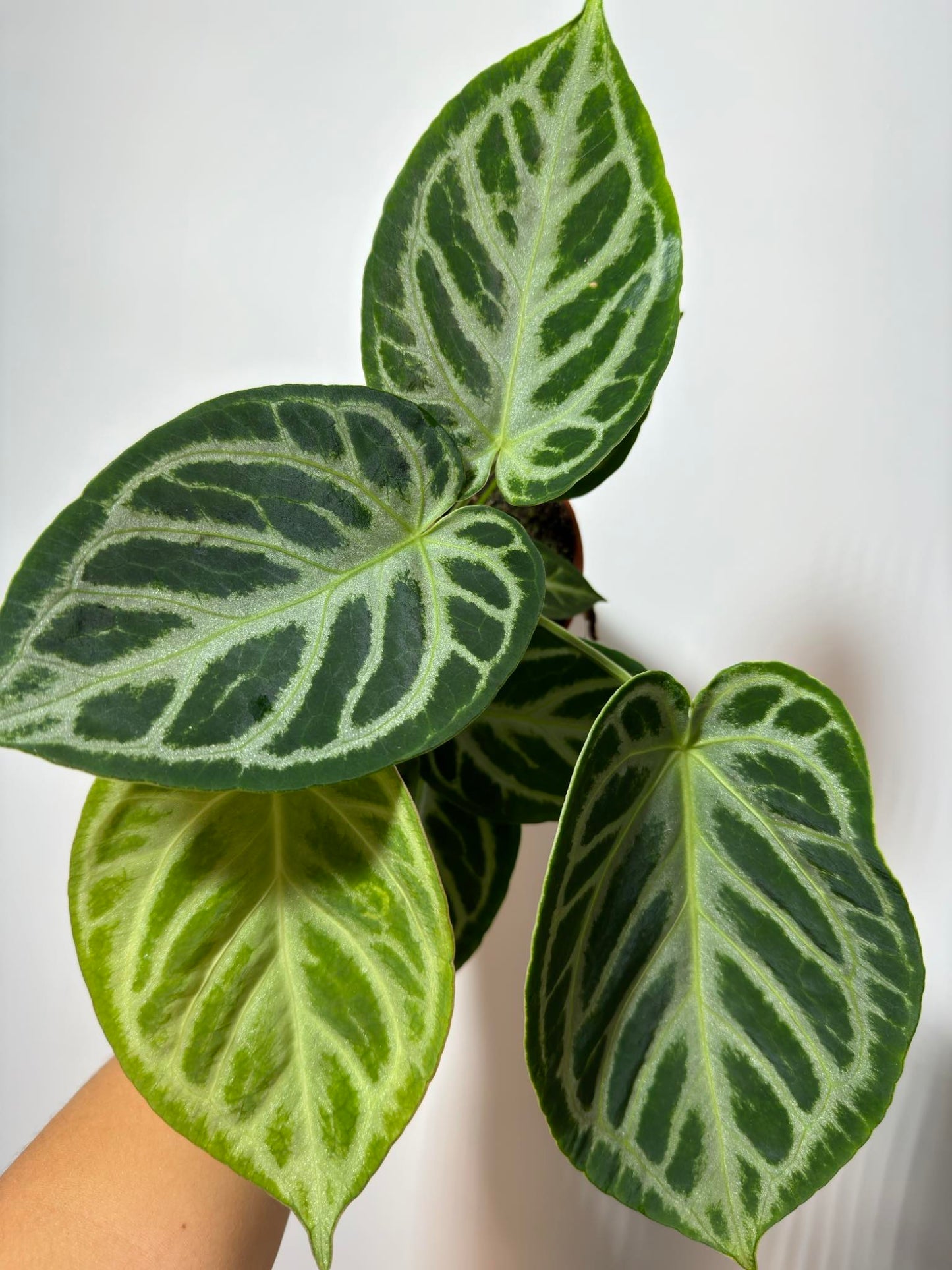 Anthurium crystallinum 'Silver Blush'