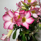 Adenium obesum Pink Star - www.augi - plants.lv