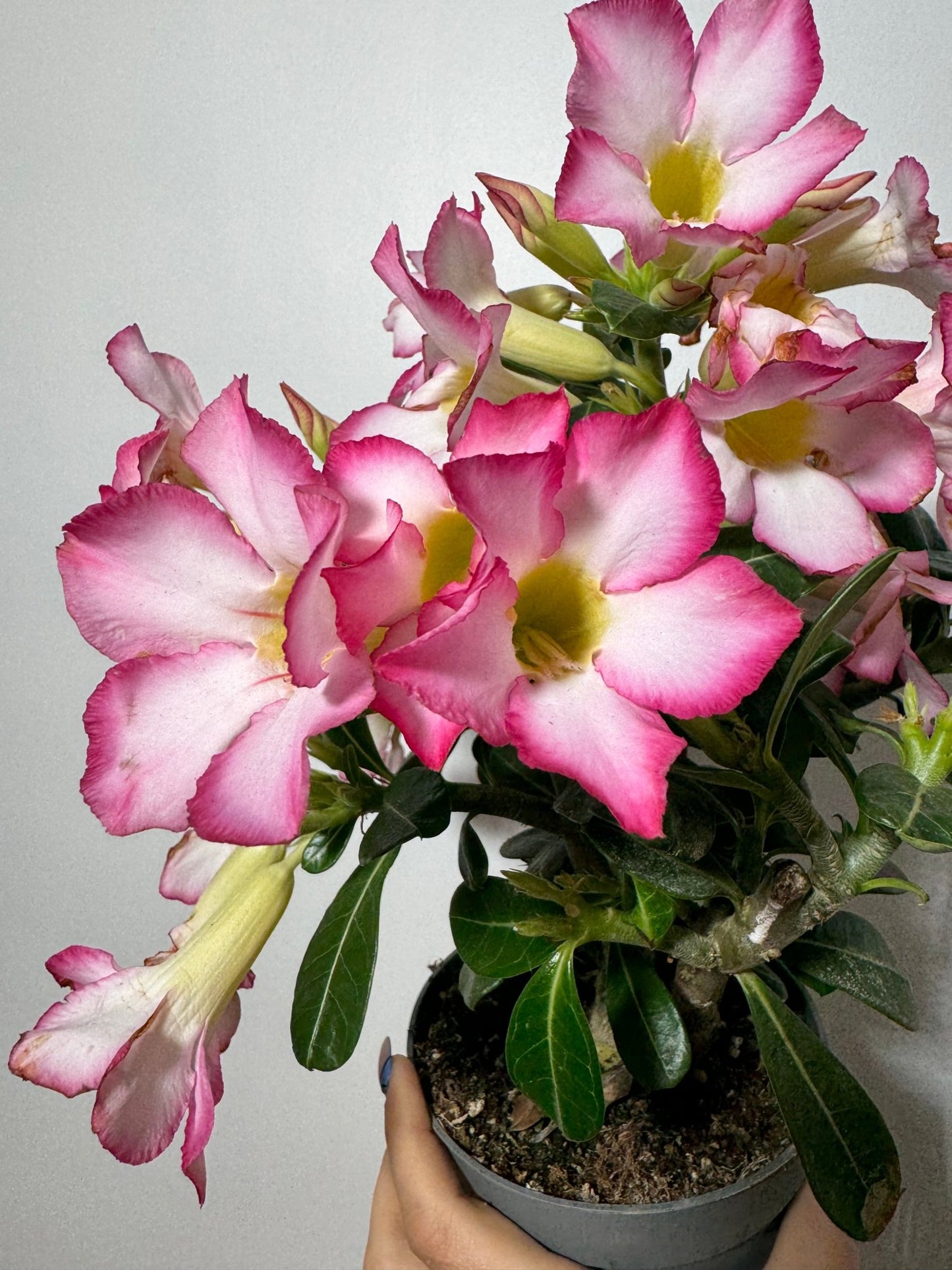 Adenium obesum Pink Star - www.augi - plants.lv