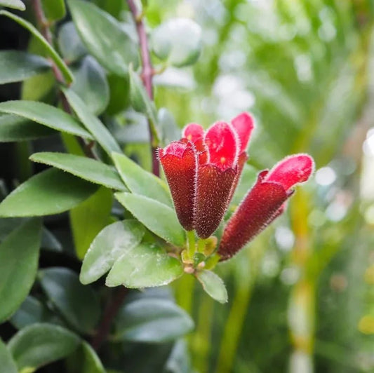 Aeschynanthus Monarda Lisa/ Lipstick plant - www.augi - plants.lv