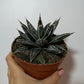 Agave Victoriae reginae - www.augi - plants.lv