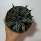 Agave Victoriae reginae - www.augi - plants.lv