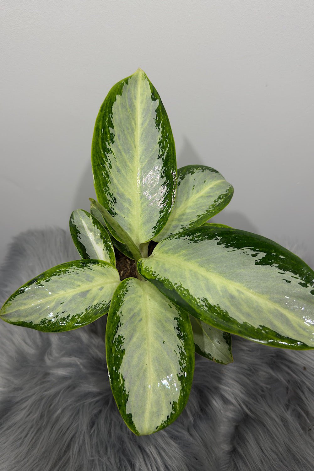 Aglaonema 10 - www.augi - plants.lv