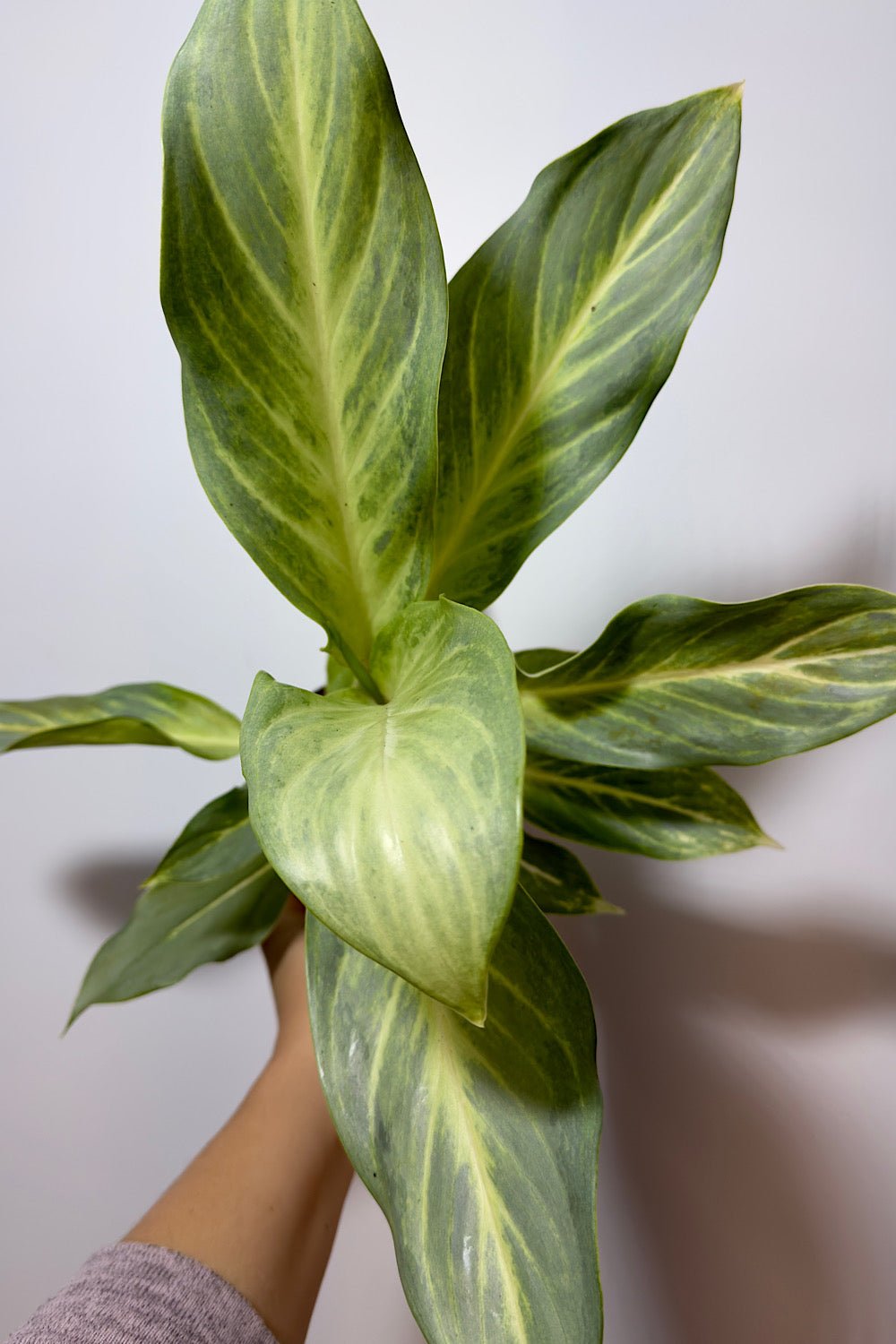 Aglaonema 11 - www.augi - plants.lv