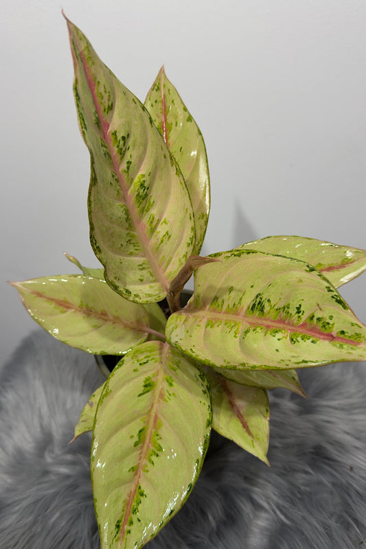 Aglaonema 12 - www.augi - plants.lv