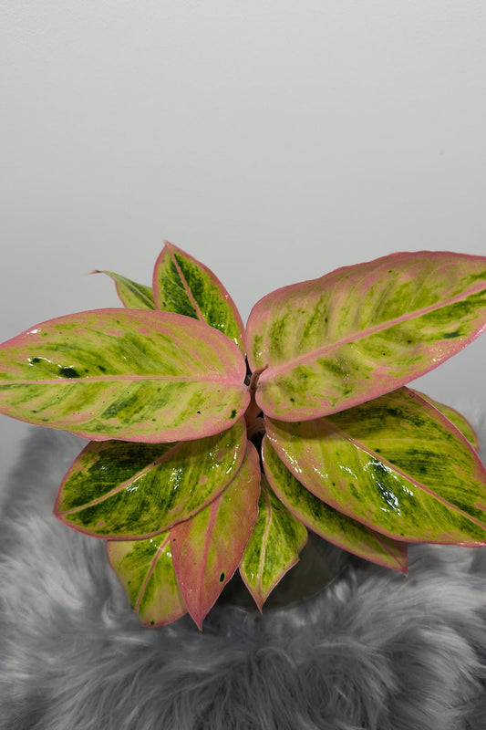 Aglaonema 13 - www.augi - plants.lv