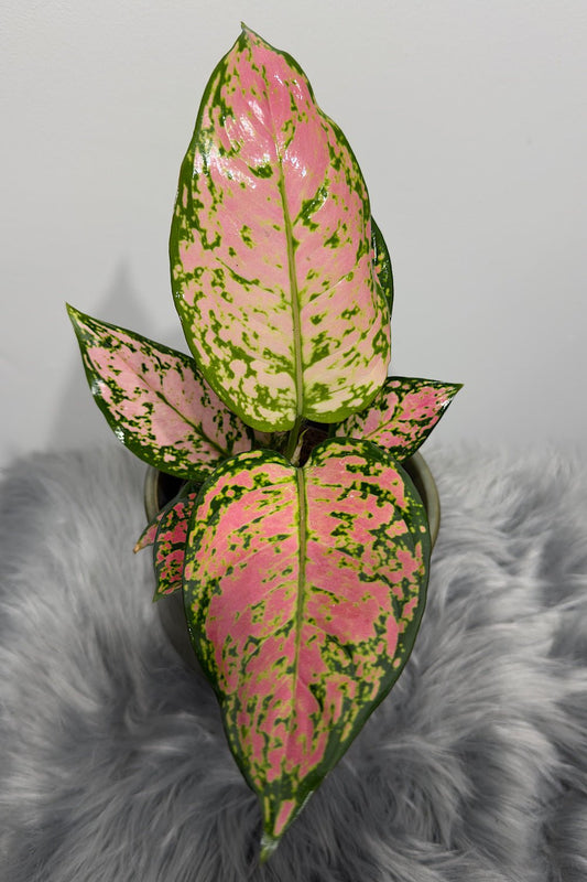 Aglaonema 16 - www.augi - plants.lv