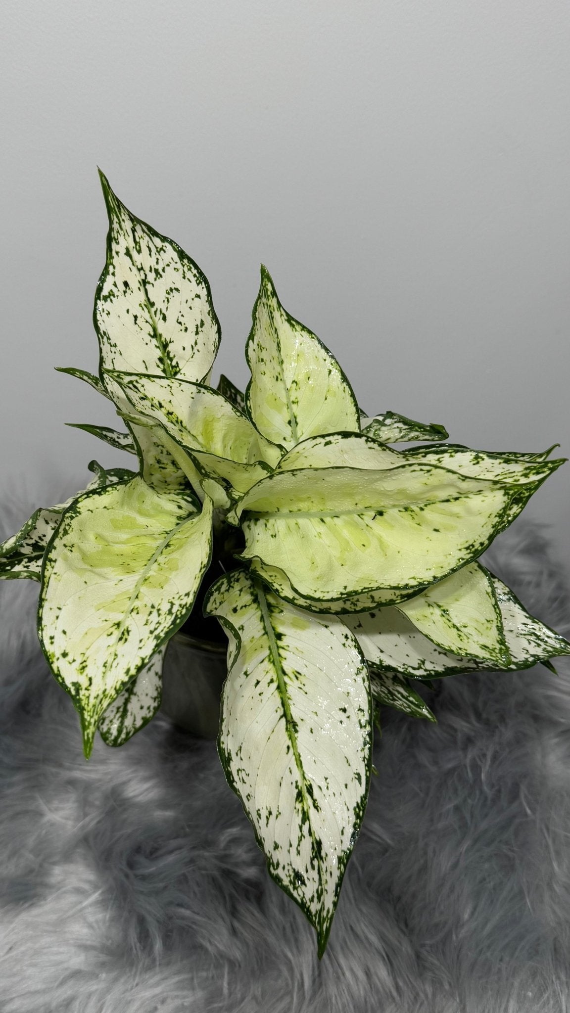 Aglaonema 5 - www.augi - plants.lv