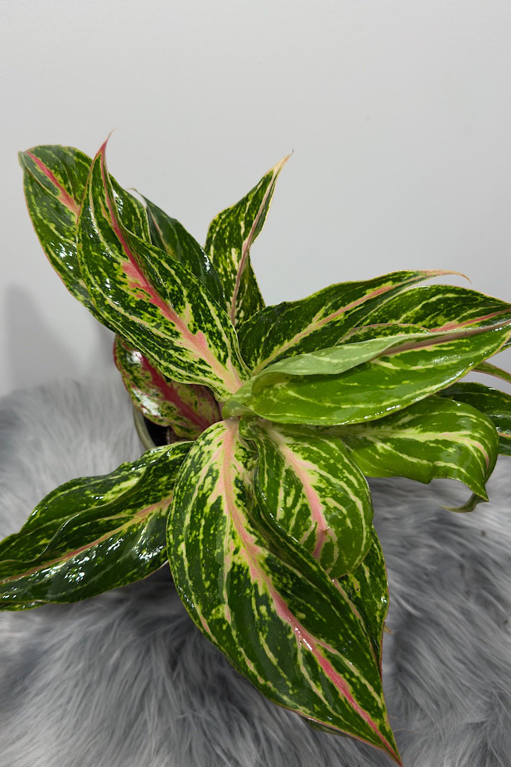 Aglaonema 9 - www.augi - plants.lv