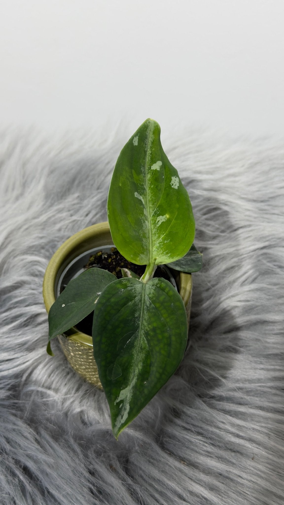 Aglaonema Pictum Tricolor - www.augi - plants.lv