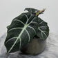 Alocasia 'Black Velvet' - www.augi - plants.lv