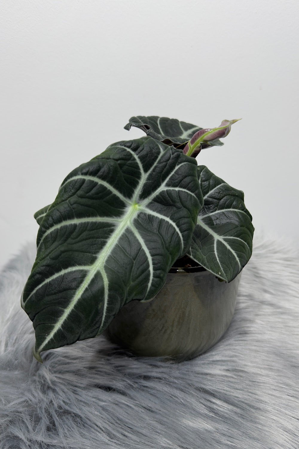 Alocasia 'Black Velvet' - www.augi - plants.lv