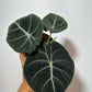 Alocasia 'Black Velvet' - www.augi - plants.lv