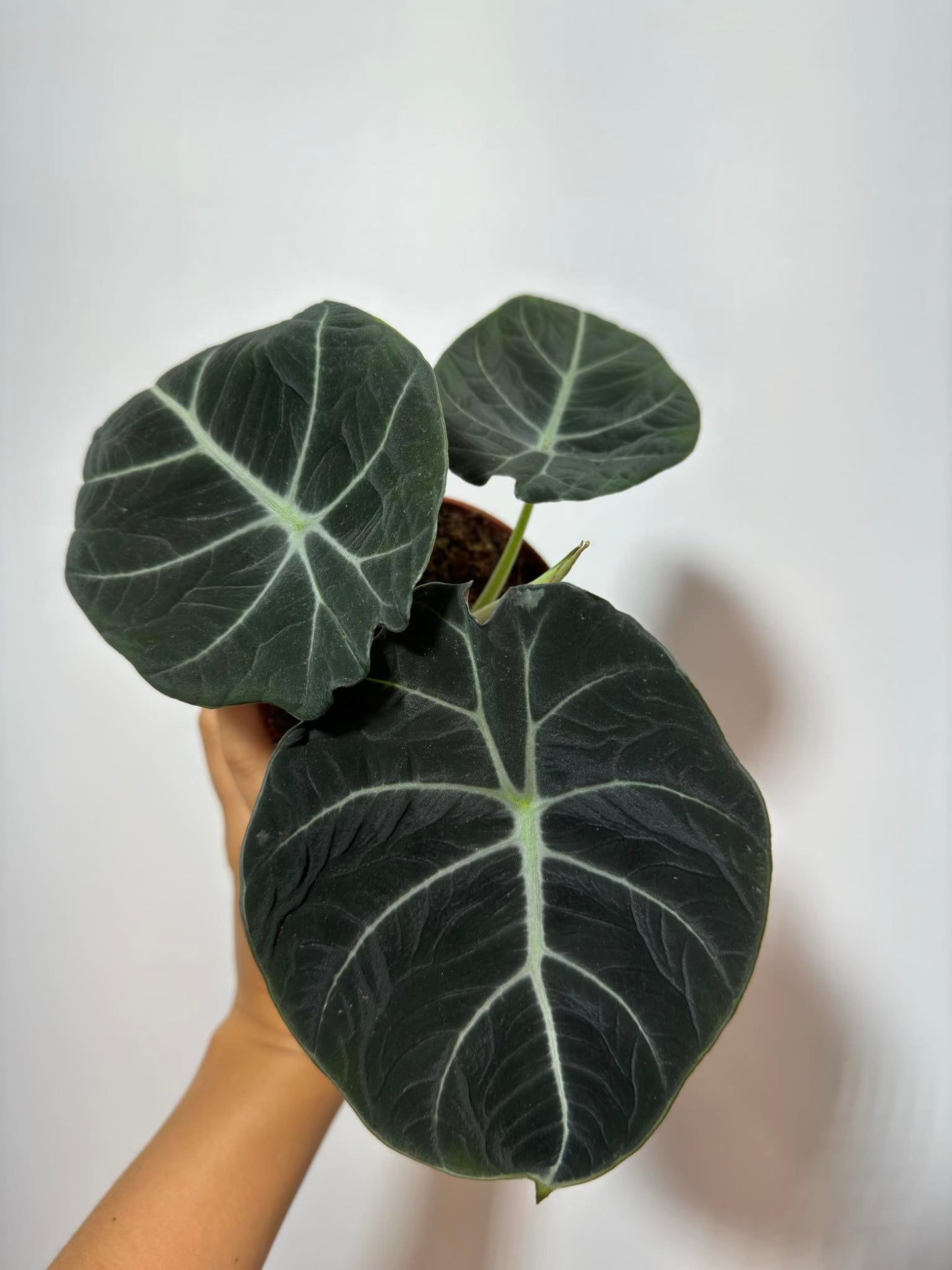 Alocasia 'Black Velvet' - www.augi - plants.lv