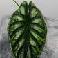 Alocasia Dragon Scale - www.augi - plants.lv