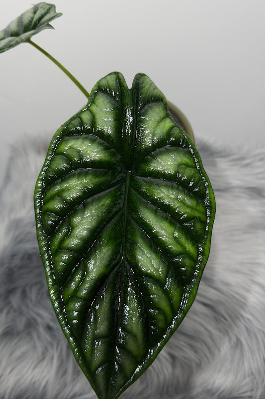 Alocasia Dragon Scale - www.augi - plants.lv