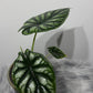 Alocasia Dragon Scale - www.augi - plants.lv