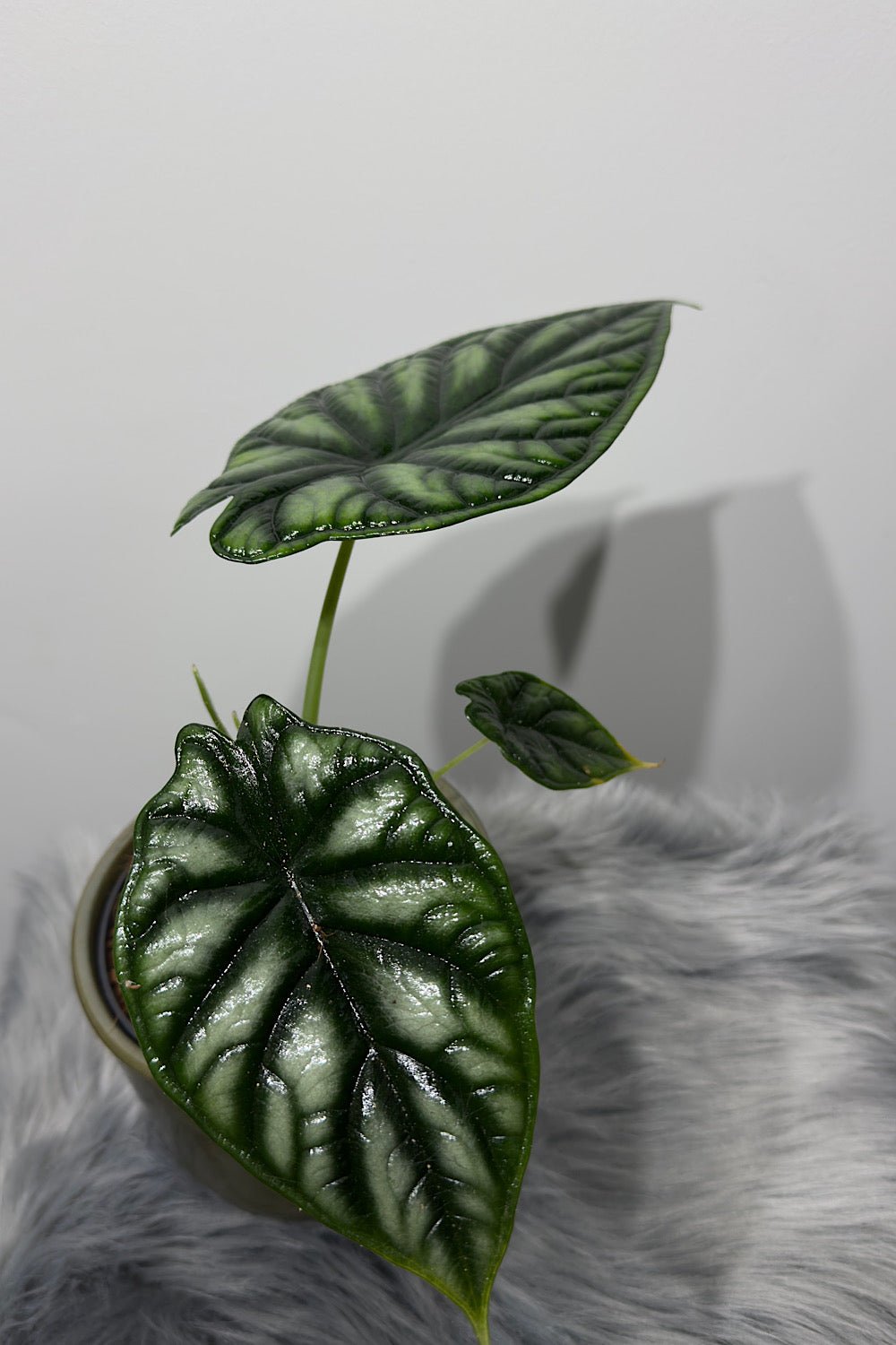 Alocasia Dragon Scale - www.augi - plants.lv