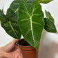 Alocasia Frydek - www.augi - plants.lv