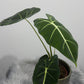 Alocasia Frydek - www.augi - plants.lv