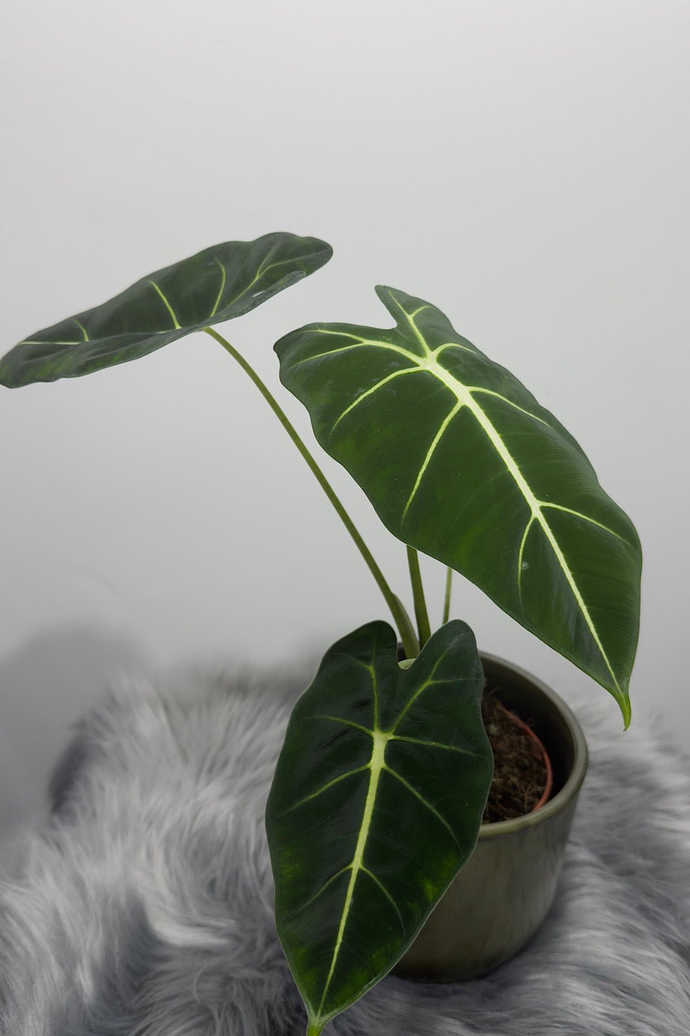 Alocasia Frydek - www.augi - plants.lv