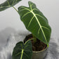 Alocasia Frydek - www.augi - plants.lv