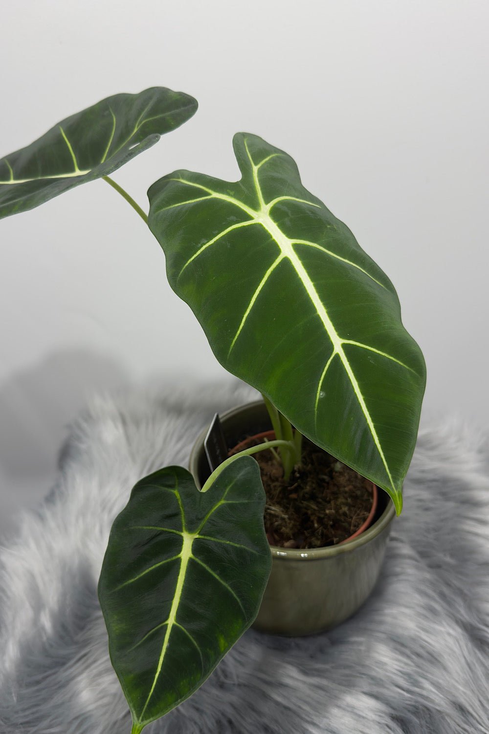 Alocasia Frydek - www.augi - plants.lv