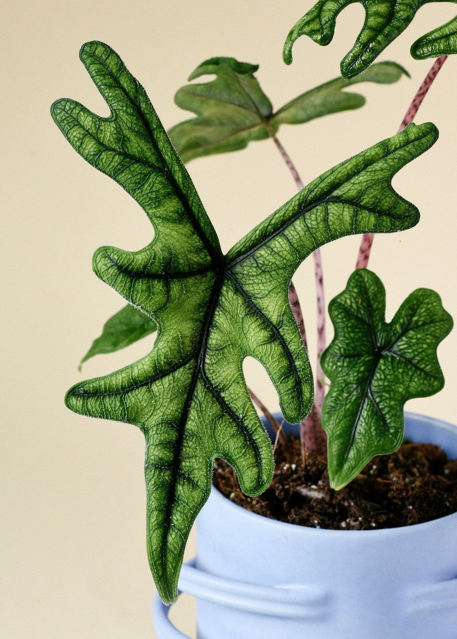 Alocasia Jacklyn - www.augi - plants.lv