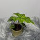 Alocasia Jacklyn - www.augi - plants.lv