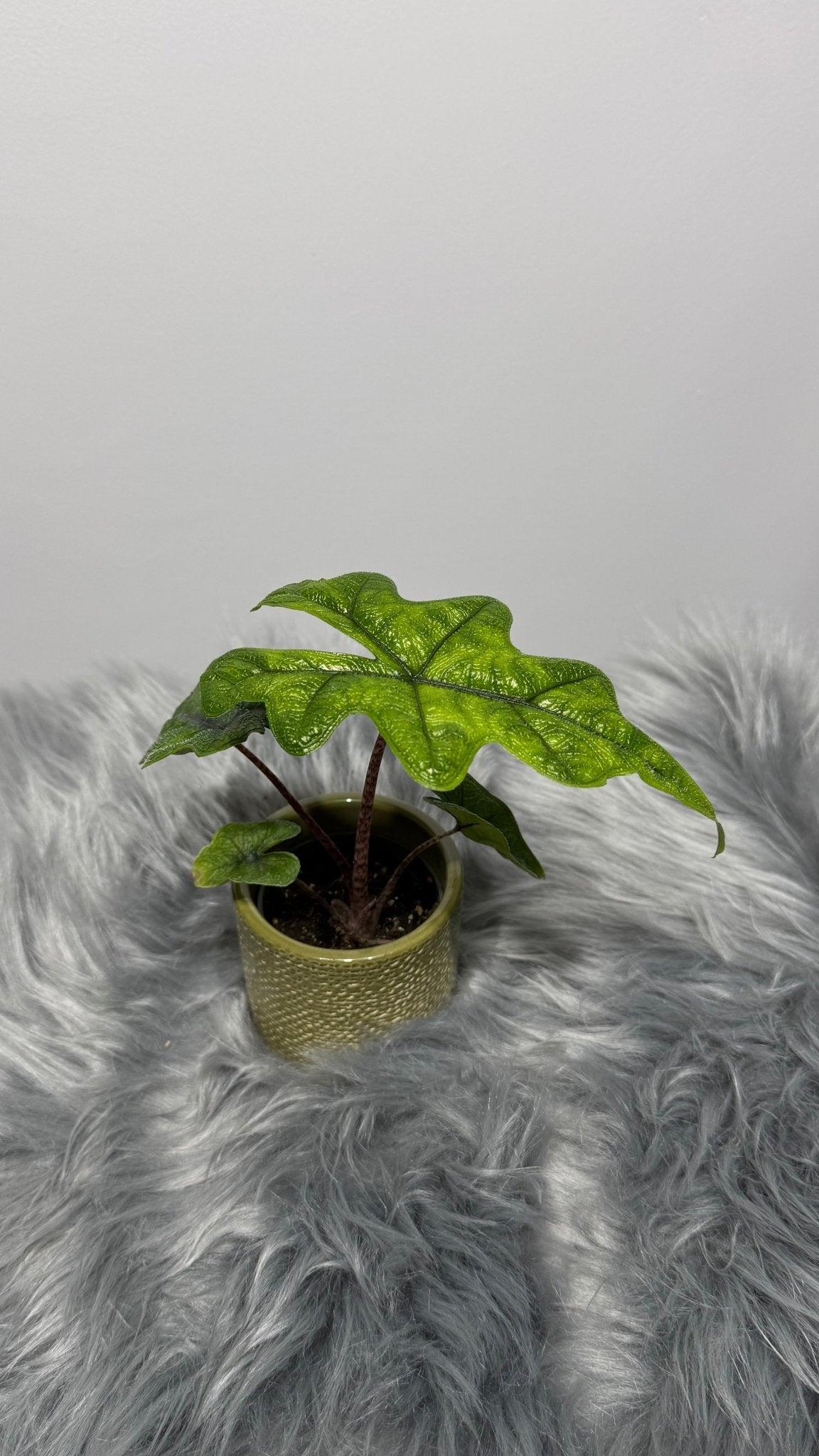 Alocasia Jacklyn - www.augi - plants.lv