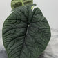 Alocasia Melo - www.augi - plants.lv