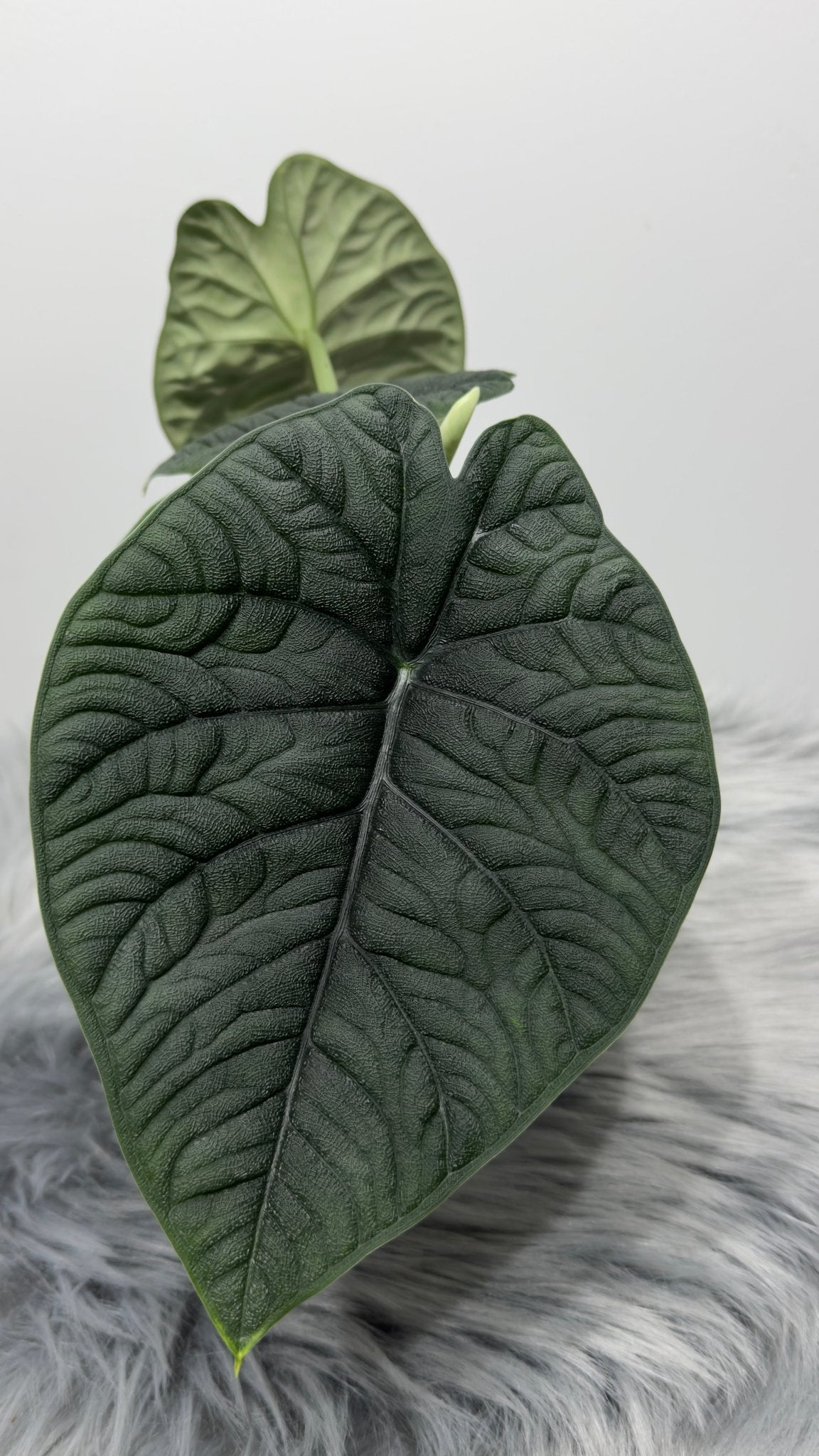 Alocasia Melo - www.augi - plants.lv