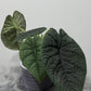 Alocasia Melo - www.augi - plants.lv