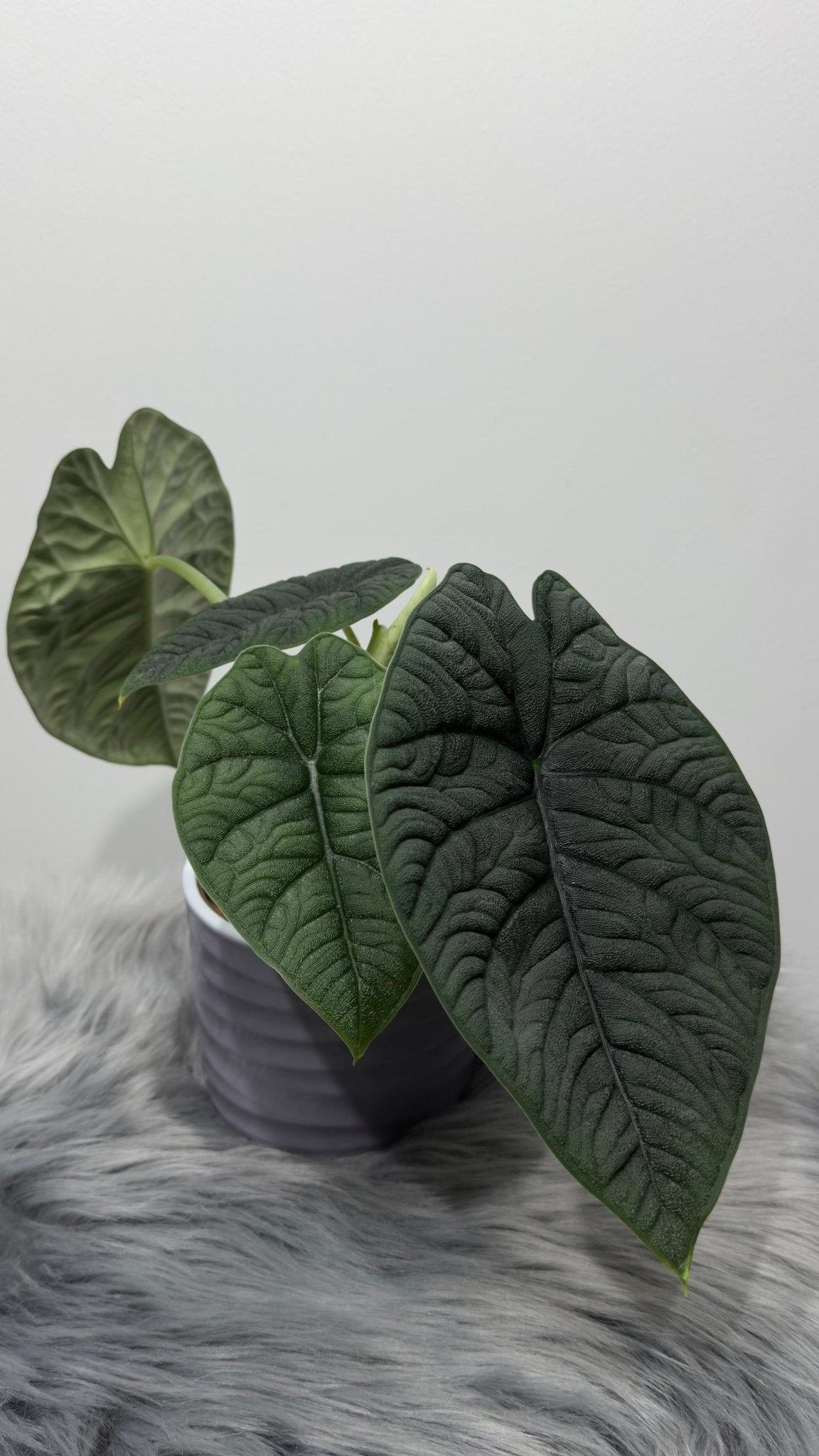 Alocasia Melo - www.augi - plants.lv