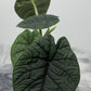 Alocasia Melo - www.augi - plants.lv