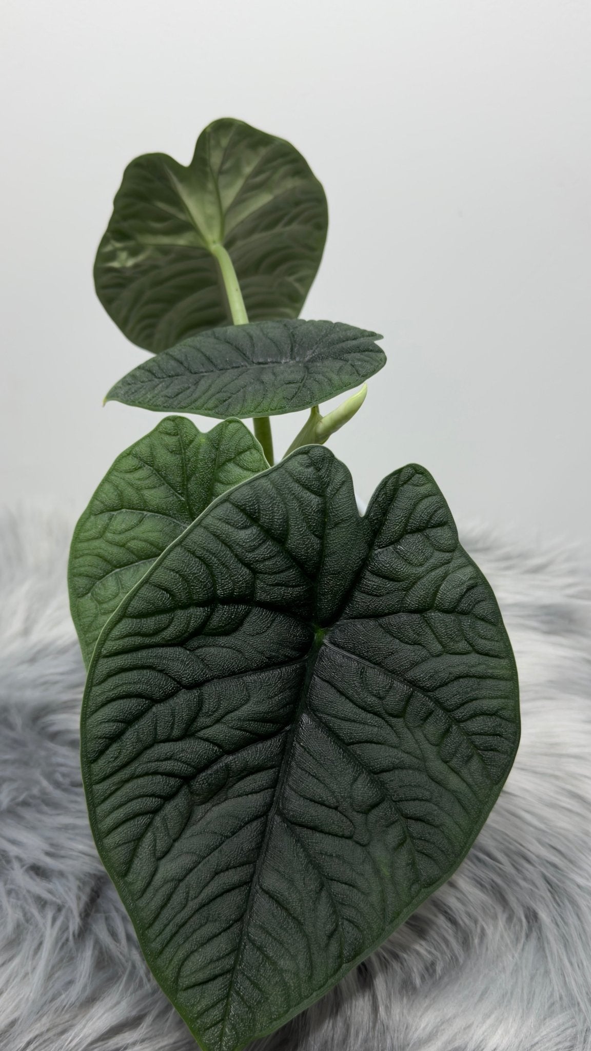 Alocasia Melo - www.augi - plants.lv