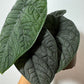 Alocasia Melo - www.augi - plants.lv