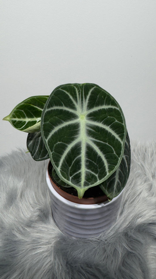 Alocasia Ninja - www.augi - plants.lv