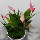 Anthurium - www.augi - plants.lv